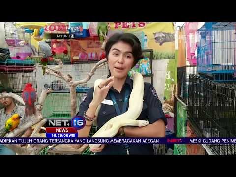 Live Report Pameran Flora dan Fauna 2017 - NET16