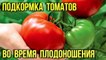 Чем лучше подкормить помидоры во время плодоношения чтобы увеличить урожай Дачнику на заметку