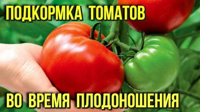 Чем лучше подкормить помидоры во время плодоношения чтобы увеличить урожай Дачнику на заметку