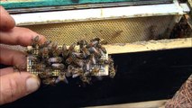 How bees behave when they accept the new queen bee. Releasing new queen.