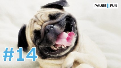 LES MEILLEURES VIDEOS FUN DE LA SEMAINE #14 - 11/09/2017- 15/09/2017
