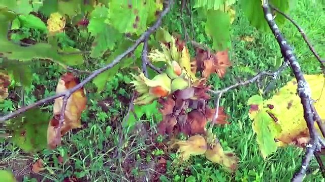 Маша и Медведь Играем в новую кухню Masha and the Bear Игрушки для детей Мультфильм на рус