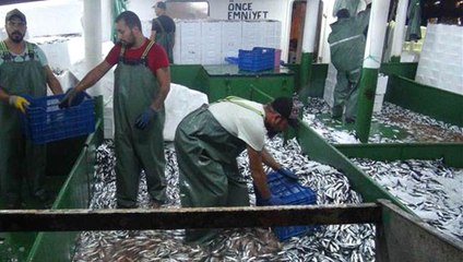 Balıkçılar, İki Saat İçinde Bin 250 Kasa Sardalya Avladı