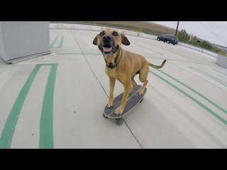 Clever Skater Pooch Bamboo Takes a Ride