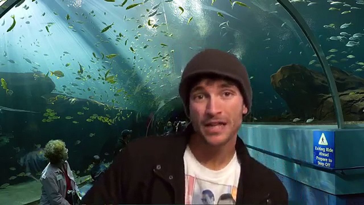 MERMAID DOCUMENTARY IS REAL