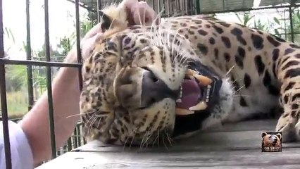 Kendini Sevdiren Jaguar