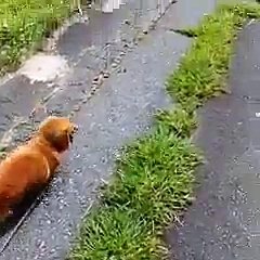 Bayılan Sahibine Sahip Çıkan Harika Köpek