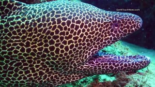 Moray eel attacks underwater cameraman