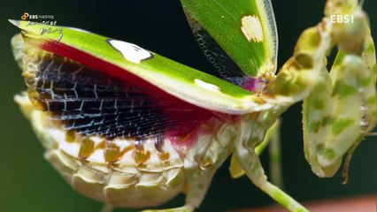 EBS 다큐프라임 - Docuprime_'생명의 전략 번식' 3부- 살아남은 것들의 도전_#001