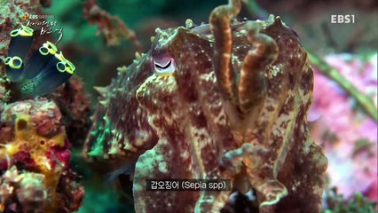 EBS 다큐프라임 - Docuprime_'생명의 전략 번식' 3부- 살아남은 것들의 도전_#003