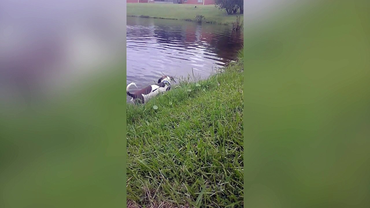 Un chien fait une incroyable rencontre pendant une baignade !
