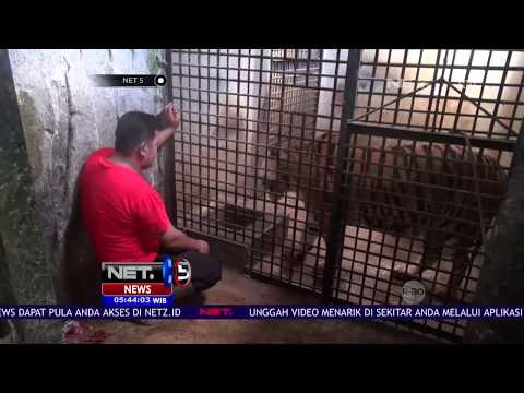 Kelahiran Seekor Bayi Harimau Benggala - NET5