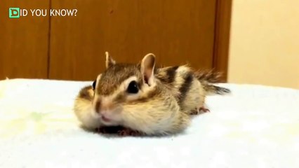 Rescue chipmunk discovers new bed sheets. His reaction has the Internet in stitches