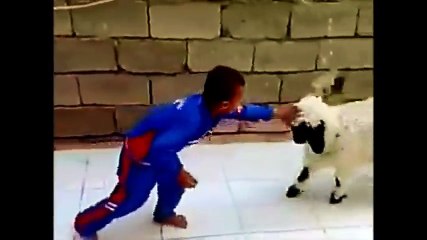 Küçük Çocuk Ve Kuzunun Güldüren Kavgası