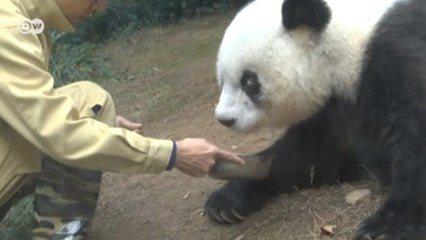 Dünyanın en yaşlı pandası öldü