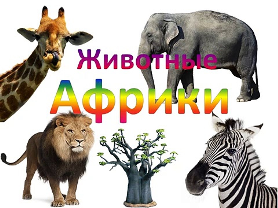 Мультик от kidTV Животные Африки и их звуки Раз...