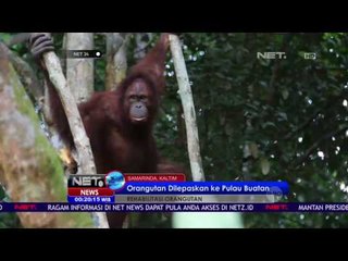 Pulau Buatan di Samboja Lestari Untuk Rehabilitasi Orangutan - NET24