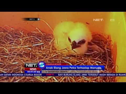 Anak Elang Jawa Berhasil Dikembangbiakan - NET5