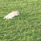 Ce chiot s'endort dans l'herbe en pleine balade.. trop mignon