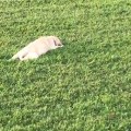 Ce chiot s'endort dans l'herbe en pleine balade.. trop mignon