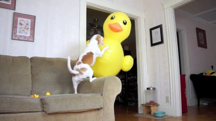 Ce chien est surpris par cette énorme bouée Canard !!