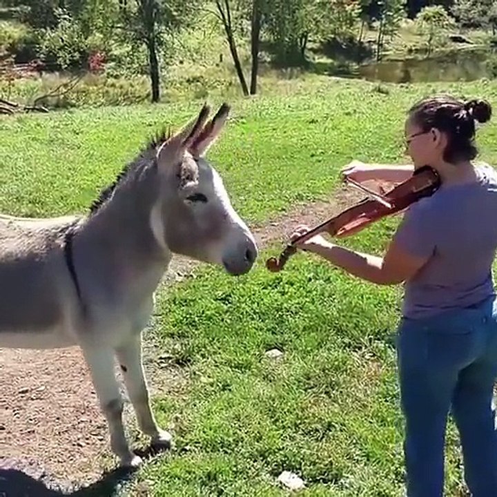 Sing a donkey song
