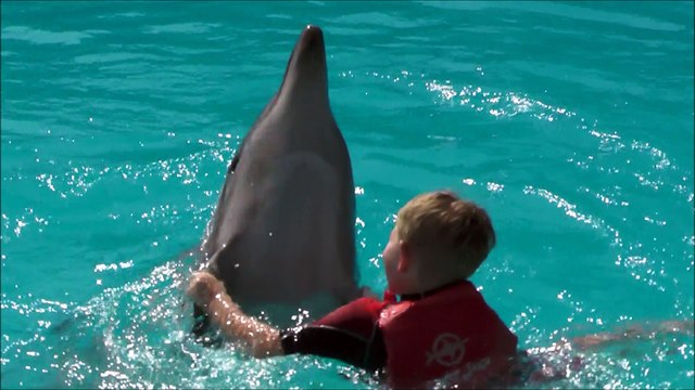 Children Swimming and Playing with Dolphins Sharm el Sheikh Winter