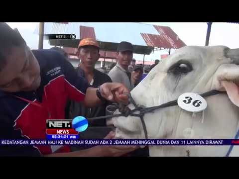 Puluhan Hewan Ternak Ikut Berpartisipasi dalam Kontes Hewan Ternak - NET5
