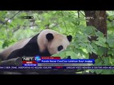 Panda Besar di Cina Melahirkan Bayi Kembar - NET24