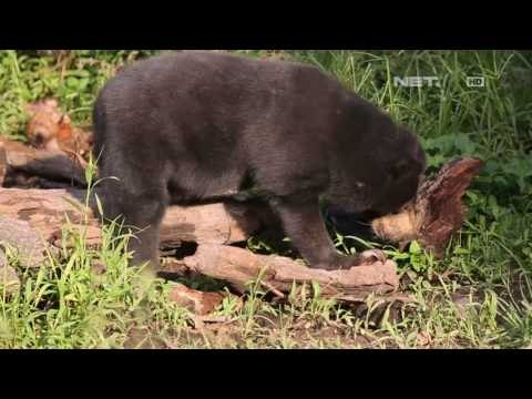 Beruang Madu di Samboja Kutai Kartanegara - NET16