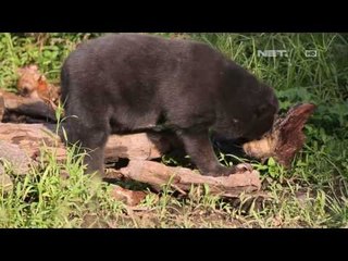 Beruang Madu di Samboja Kutai Kartanegara - NET16