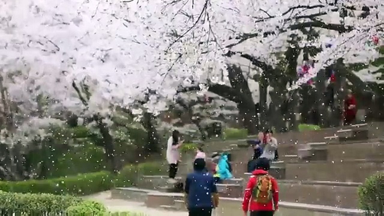Kiraz Çiçeklerinin Kar Yağışını Aratmayan Görüntüsü