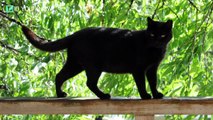 7 Years After He Adopts A Normal Black Cat, It Transforms Into Something Unexpected