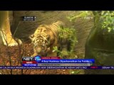 Empat Bayi Harimau Diperkenalkan ke Publik - NET24