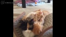 かわいい子猫と遊ぶお母さん猫の仲良し親子！超可愛い猫たちの動画に癒される！