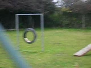 YOUGUI de Beauregard, un chien réceptif et intelligent