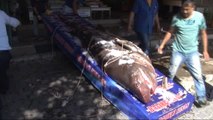 1 Ton 200 Kiloluk Köpekbalığı Yakalandı