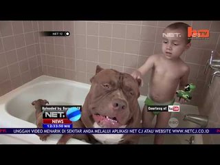 Fakta Anjing Pitbull - NET12