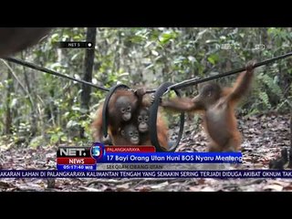 17 Bayi Orangutan Huni BOS Nyaru Mentang - NET5