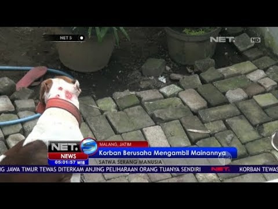 Pitbull Gigit Bocah Hingga Tewas - NET5