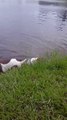 Un chien fait une rencontre dans un étang