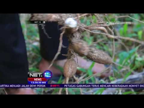 Monyet dan Babi Hutan Rusak Pertanian Warga - NET12