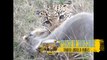 Leopard kills Warthog Amazing - World of Animals