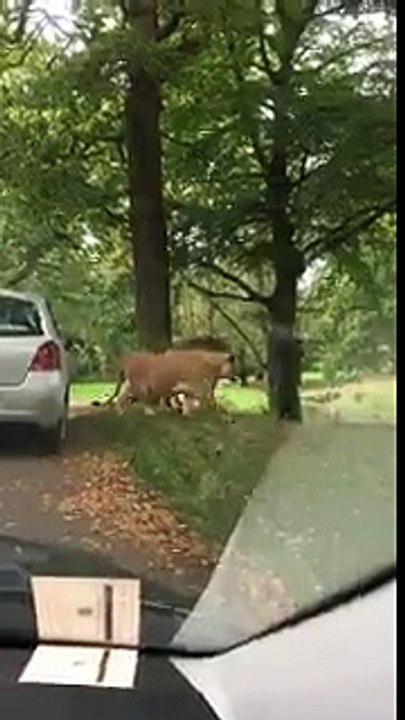 Sanki Vahşi Yaşam Videosu