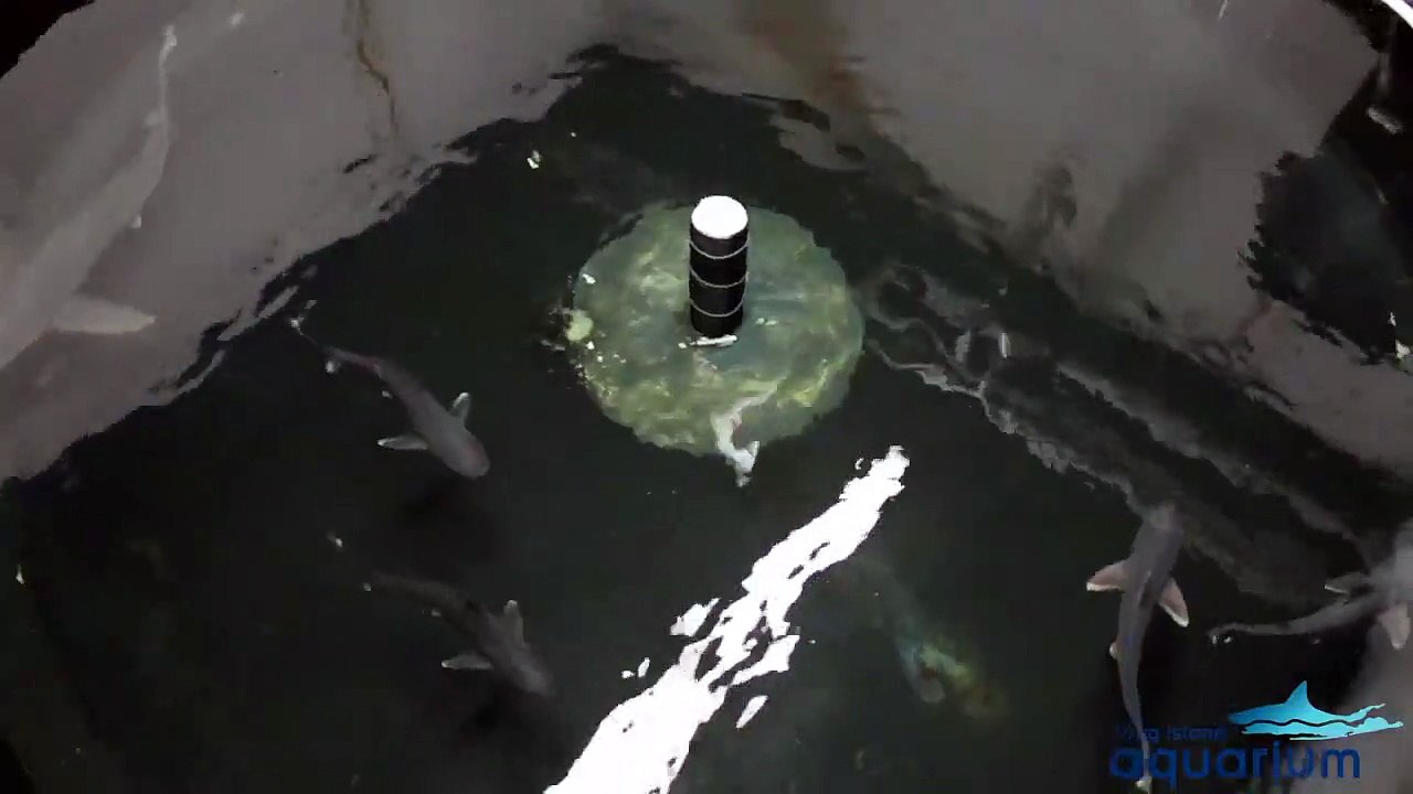 Il héberge une dizaine de requins dans le sous-sol de sa maison