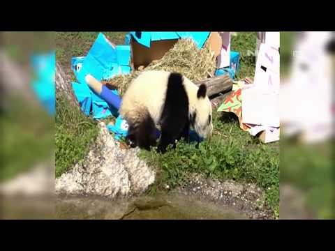 Ulang Tahun Panda Kembar - NET12