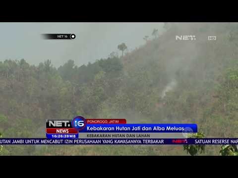 Kebakaran Hutan Jati dan Alba Meluas - NET16