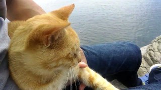 岸壁にいたチャトラ野良猫、顔を見るとこっちへ寄ってきて膝の上に乗ってきた。