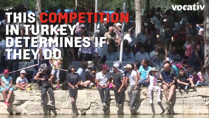 Turkish Competition Measures Love Between Sheep and Shepherd