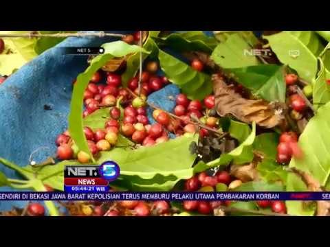 Kopi Java Mocha PTPN XI yang Mendunia - NET5